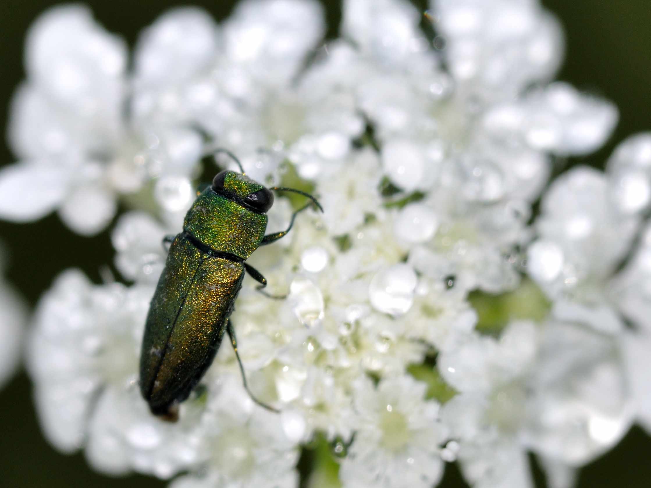 Anthaxia cfr thalassophila